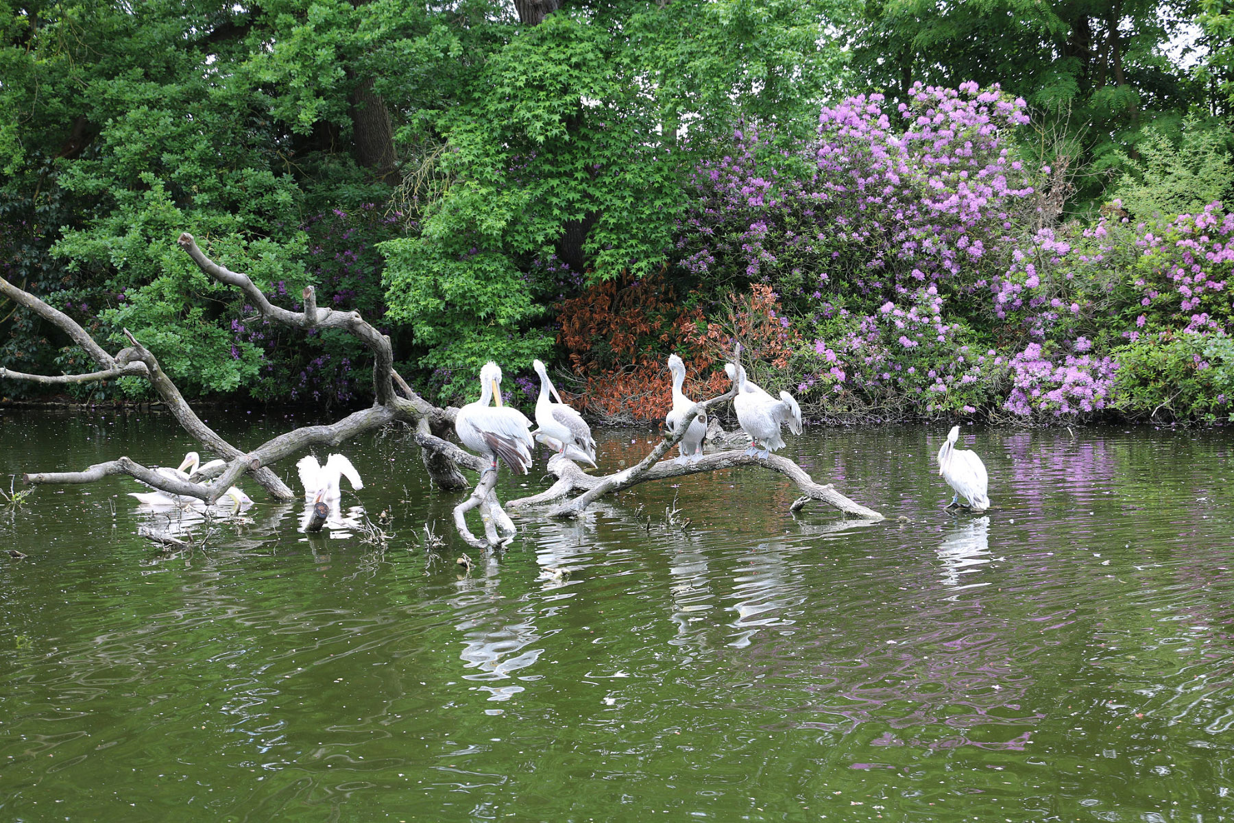 Dierenpark Planckendael